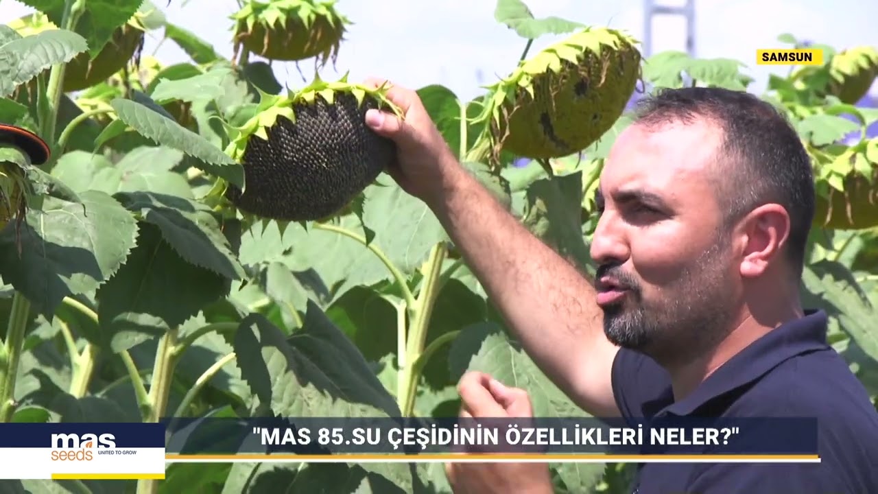 MAS 85.SU - SAMSUN