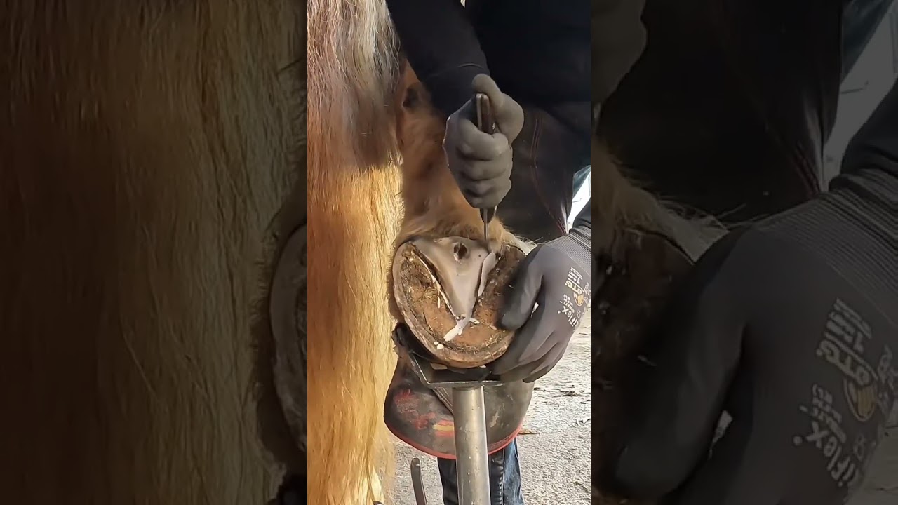 #hooftrimming #hoofcleaning #satisfying #hufbearbeitung #hufschmied #farrier #frogtrimming #huf