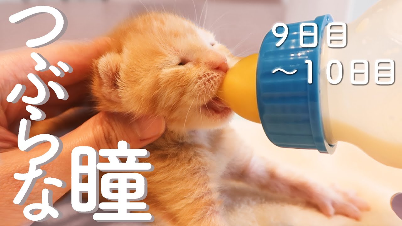 柑橘兄妹　お預かり９日目～１０日目　保護猫ミルクボランティア