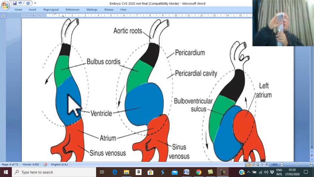 Development of CVS in English 3 ( Folding of Heart Tube ) , by Dr.Wahdan