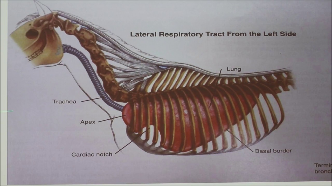 Normal and Abnormal Pulmonary Function in the Horse