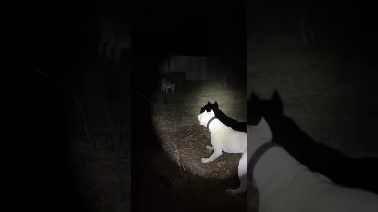 backyard nightmare fuel 😱 Puma vs Dogo  