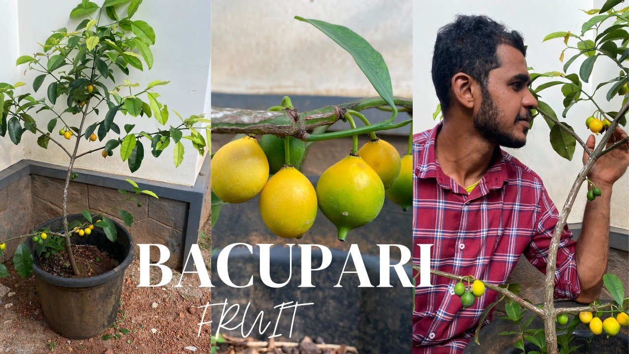 Bacupari Fruit - Review  [ Can Grow On  Pot ]