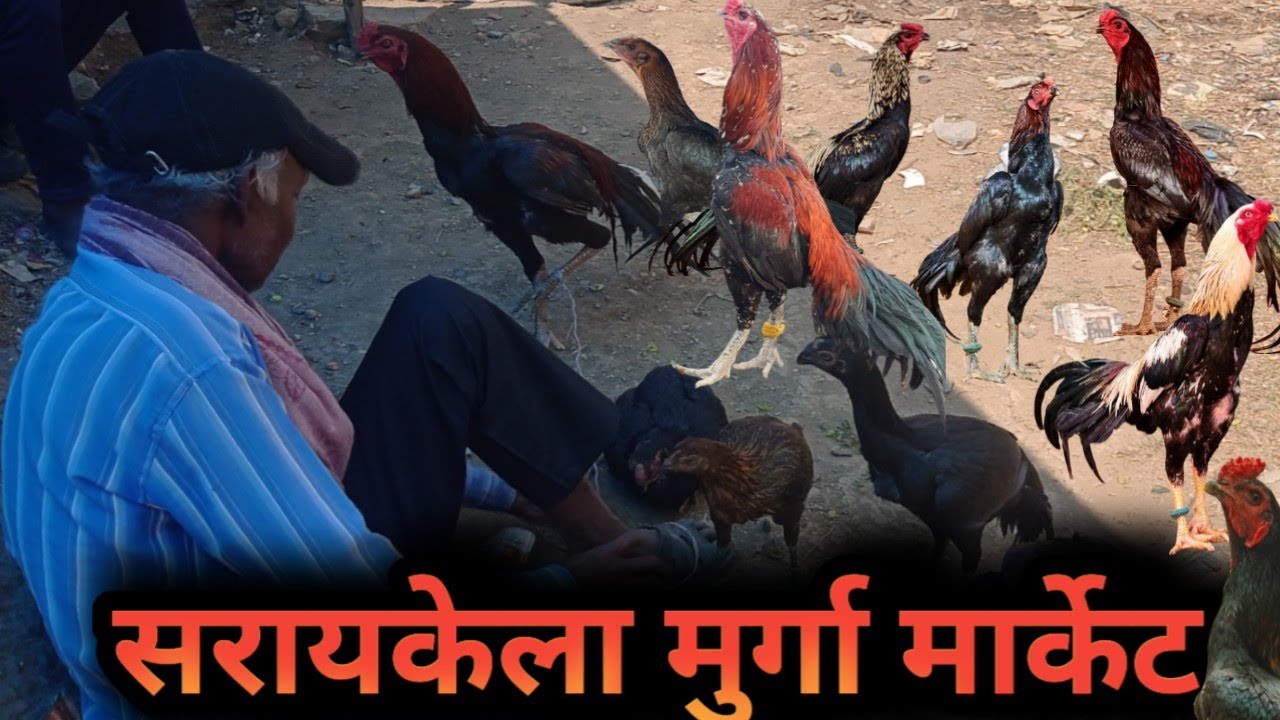 Murga Market saraikela || aseel murga hat || aseel murga market saraikela || saraikela hat || 2026