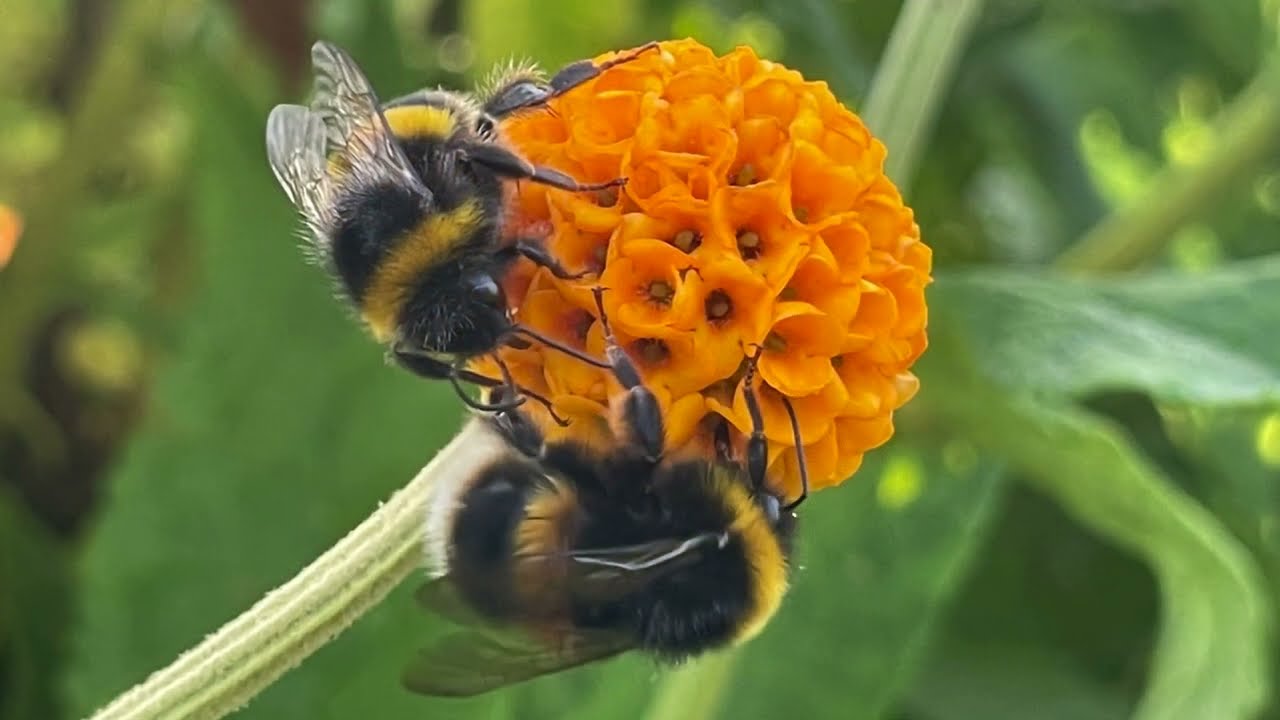 Wild Garden Diary Odds & Ends
