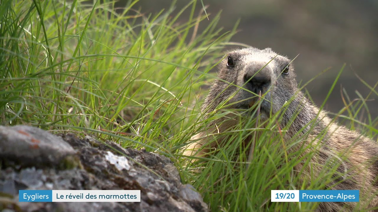 Hautes-Alpes : les marmottes sortent de leur hibernation au pied de la forteresse de Mont-Dauphin