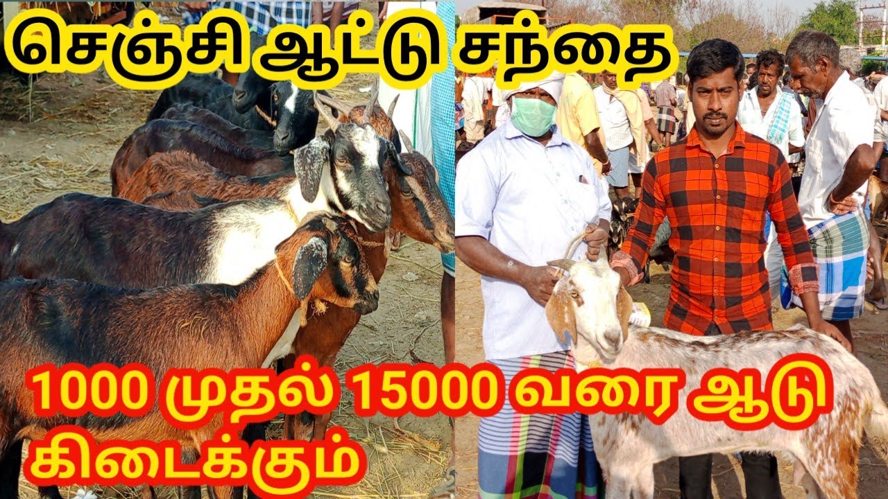 செஞ்சி ஆட்டு சந்தை ஜோடி8000 முதல் கிடைக்கும்|Gingee Attu santhai