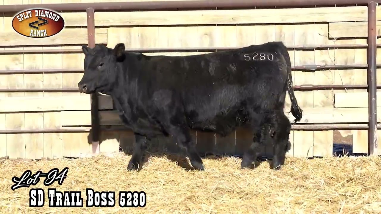 Split Diamond Angus Lot 94