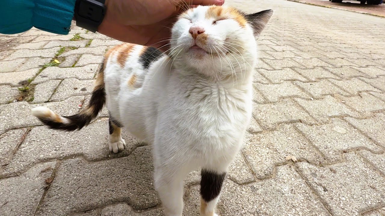 This Calico Cat Loves to Smile