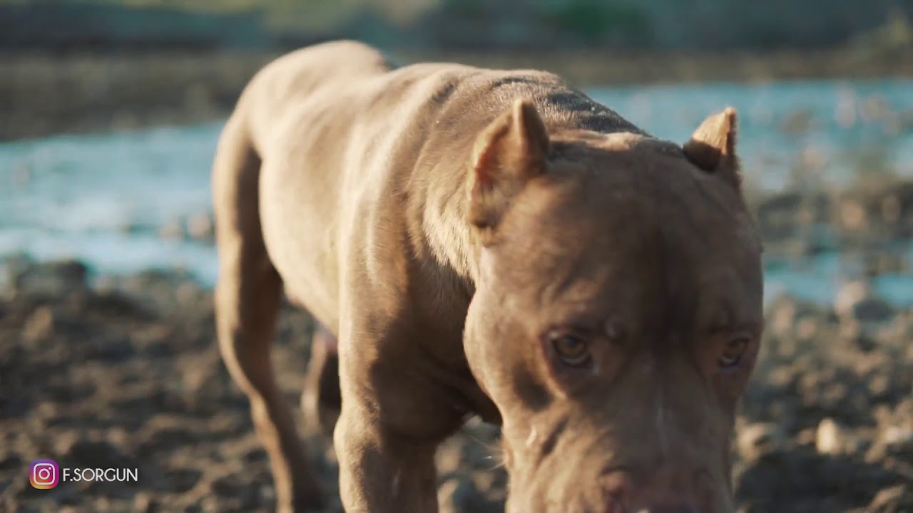 Amerıcan Pıt Bull Terrıer TR  #REDNOSE