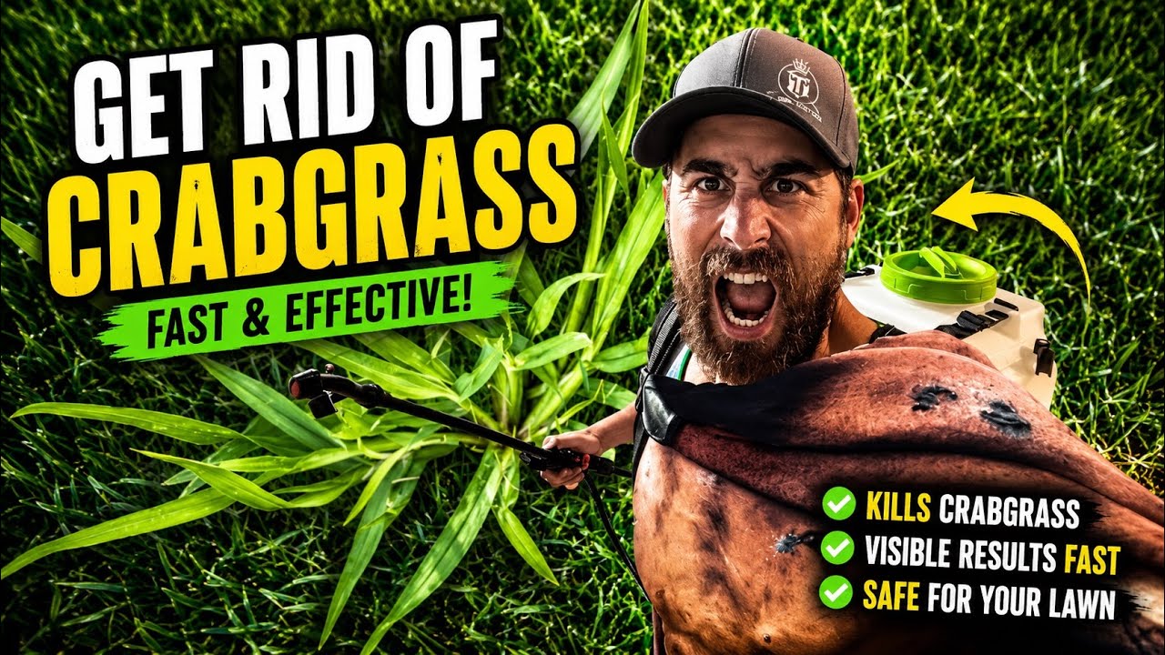 Kill Crabgrass NOW! With This Simple Method!