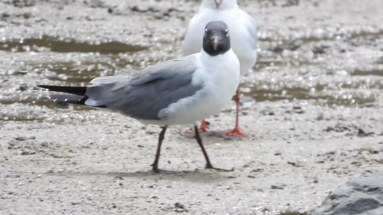Laughing Gull (Leucophaeus atricilla)