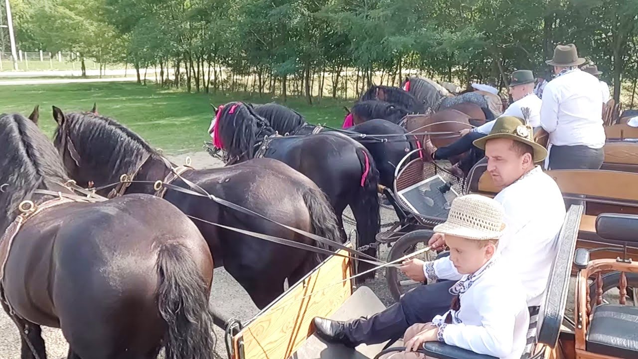 Armăsari Linia Fitero 2022 Bucovina