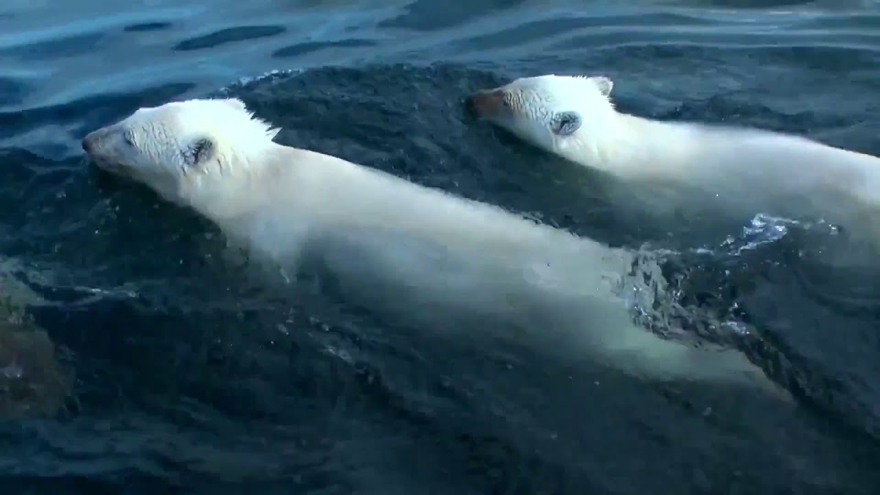 National Geographic - Polar Bear  Built For The Kill - NatGeo