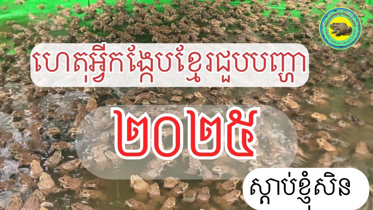 ទីផ្សារកង្កែបសាច់២០២៥