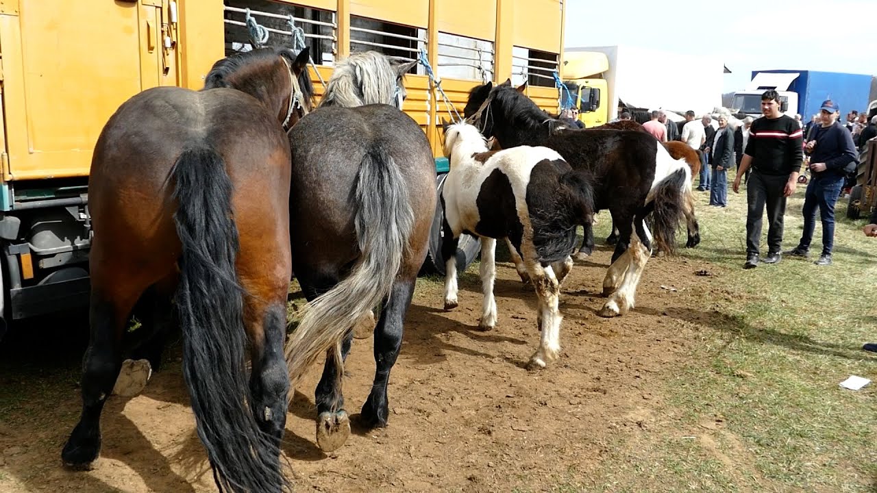 Sajam  konja  u  Cetingradu  Josipova 2023 g.  Horse  fair