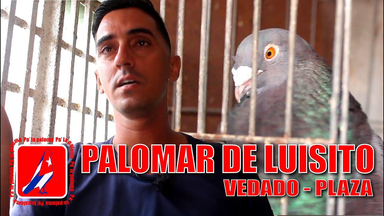 PALOMAR DE CONQUISTA de LUISITO en el VEDADO