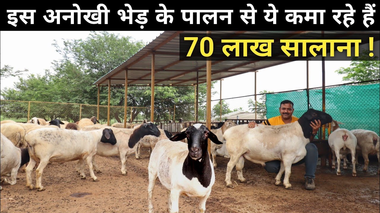 भारत में धूम मचा रही है ये विदेशी भेड़ | African Dorper Sheep | Sheep Farming
