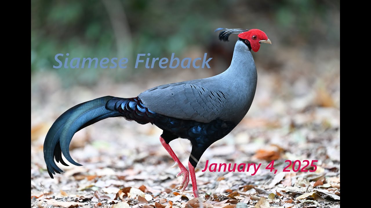 Siamese Fireback
