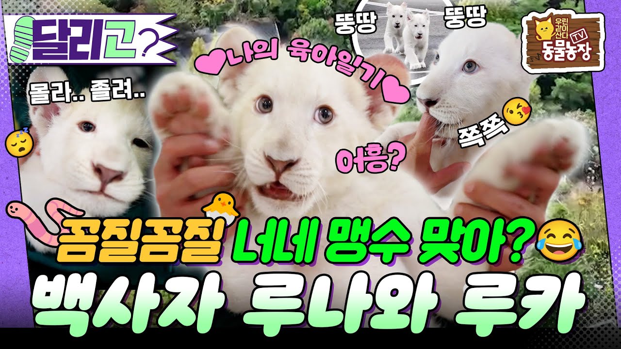 [🏃‍#달리GO] 🦁맹수 주의🦁 대구 동물원에 나타난 전 세계 희귀종🤍 아기 백사자 남매의 이야기! #TV동물농장 #달리 #DALI