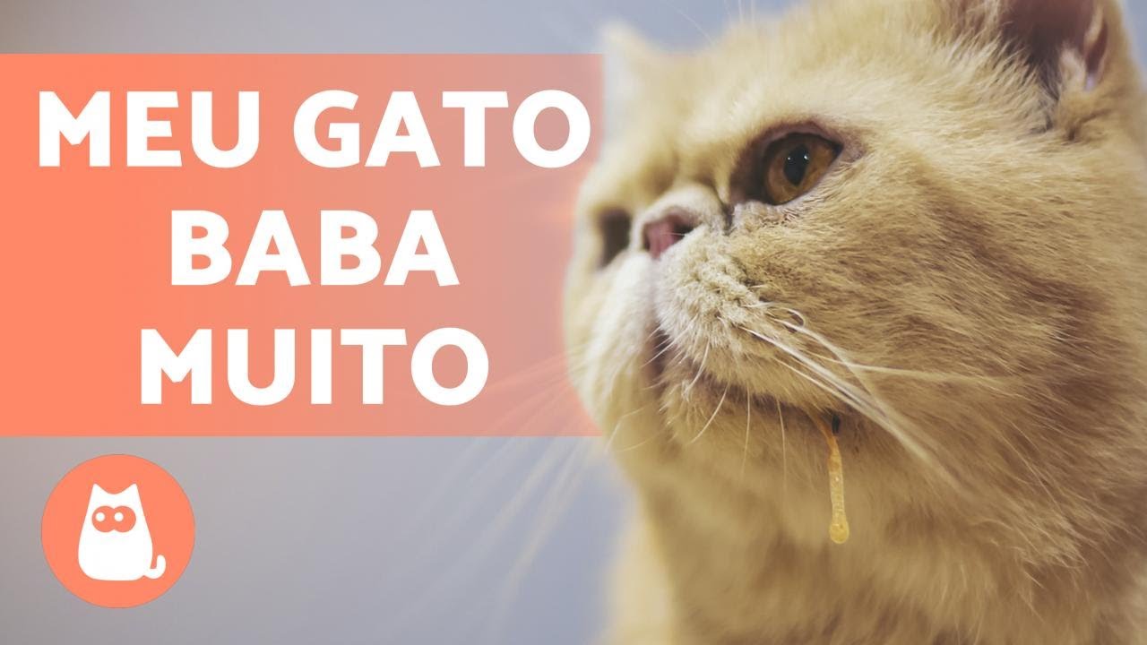 GATO BABANDO, o que pode ser? - 8 CAUSAS
