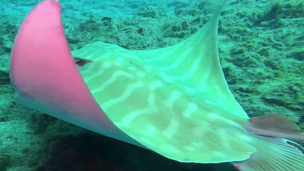 Buceo en Tenerife Marzo 2020