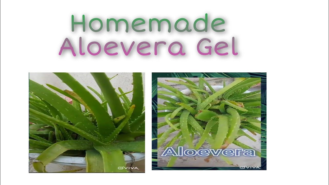 Aloevera 