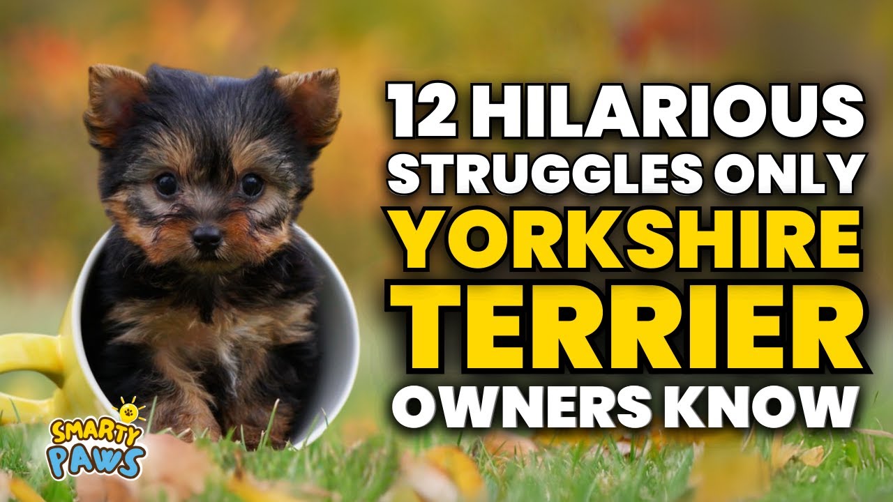 12 Hilarious Struggles Only Yorkshire Terrier Owners Understand