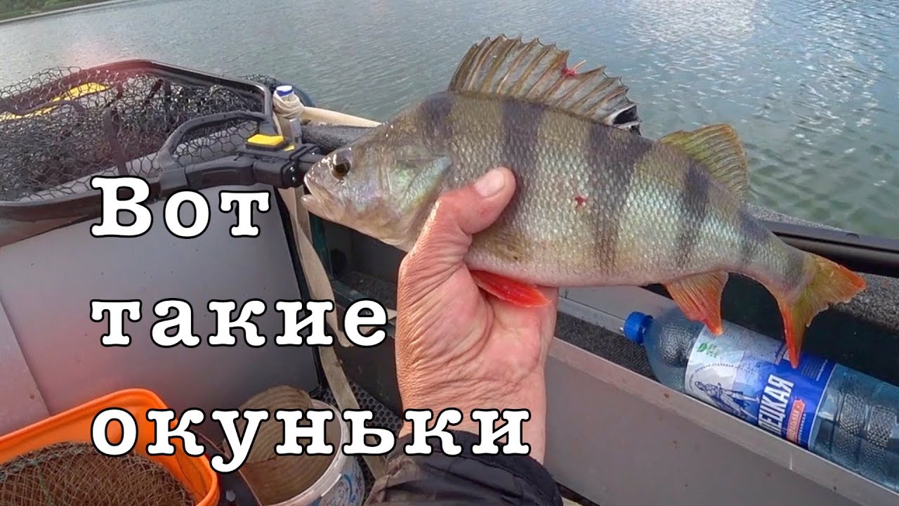 ЧУДО ОКУНЬ, СУДАК и ЩУКА. Простая рыбалка на даче.
