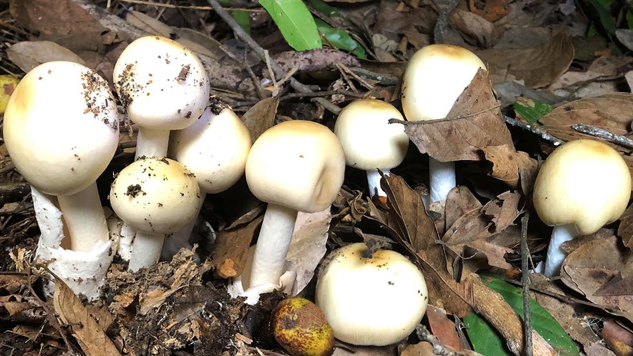 สุดยอด‼️เก็บเห็ดระโงกขาว,เหลือง,มีแต่ดอกใหญ่ๆหมู่ใหญ่ๆนานๆจะได้เจอแบบนี้สักที