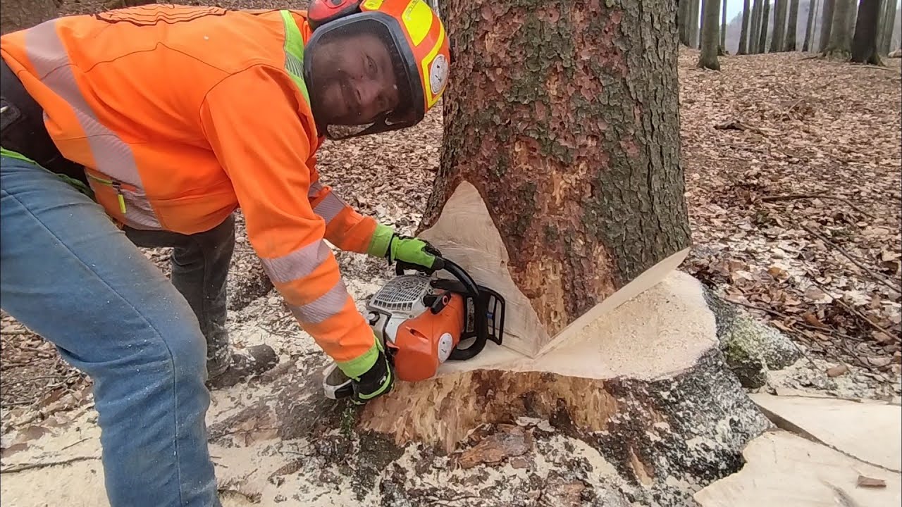 Víkendové kácení na pohodu 🌳🌲🎻🪓🤗 569-2024