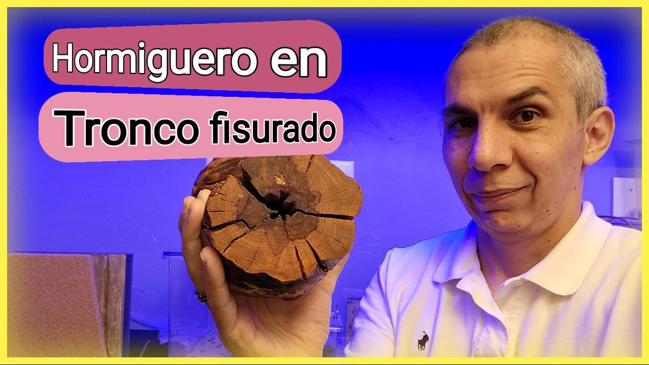 🚩Los mejores Hormigueros de MADERA sacados de una Rama de ARBOL