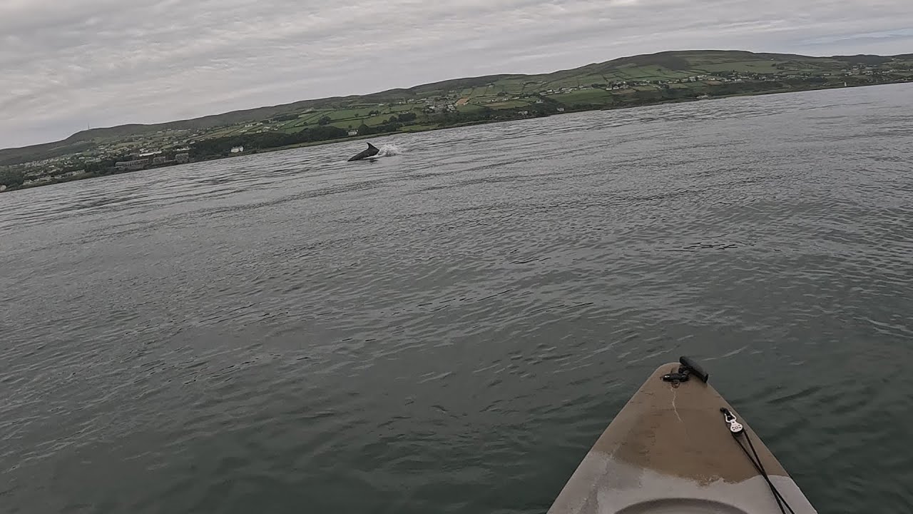 Dolphins & Dirty Water @Magilligan Point