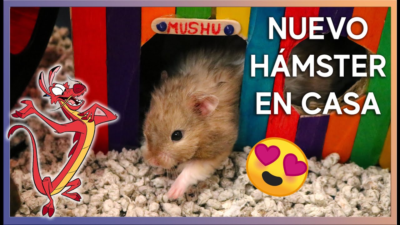 Mi NUEVO H&Aacute;MSTER adoptado | &iexcl;Bienvenido, MUSHU! | MOA's World
