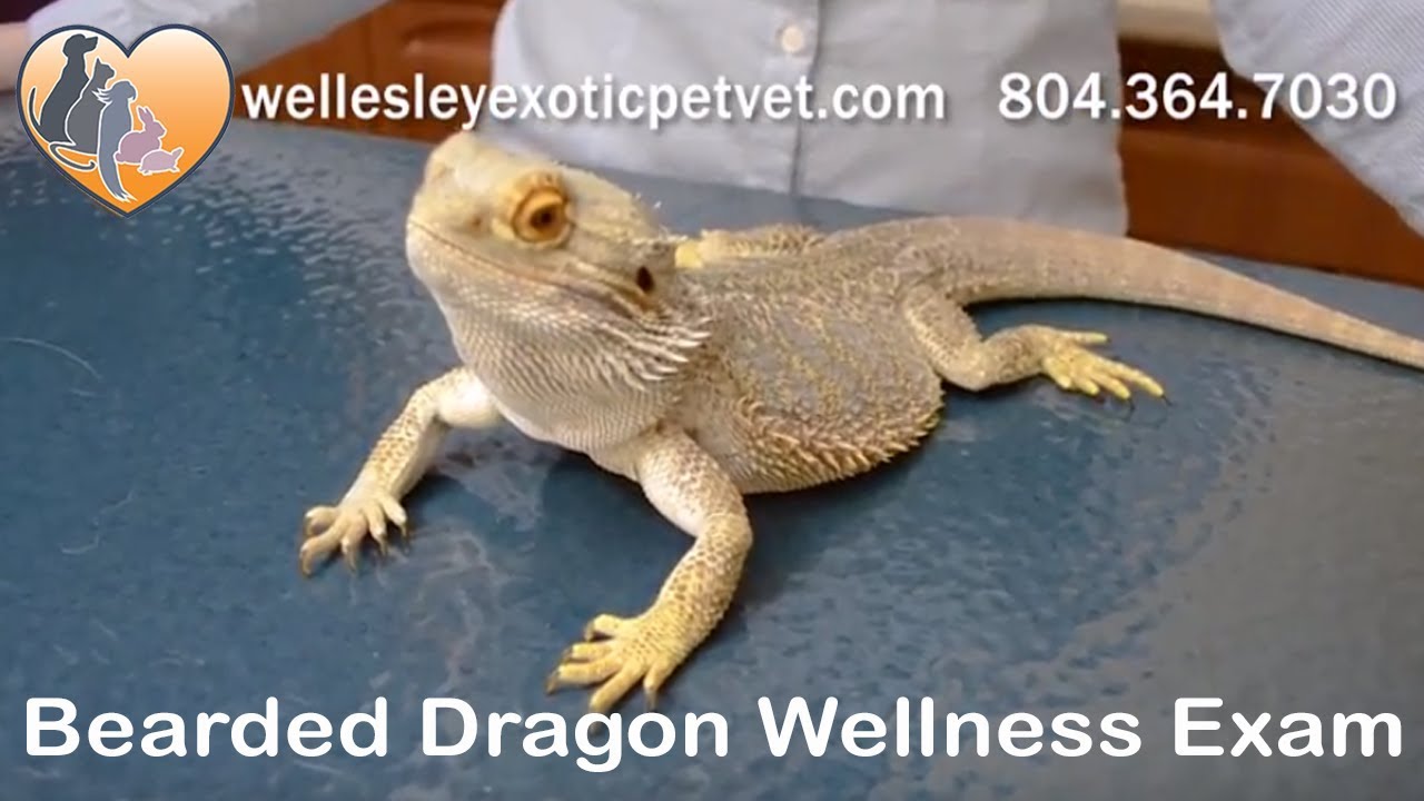 Bearded Dragon Self Exam | Need A Trip To The Vet?