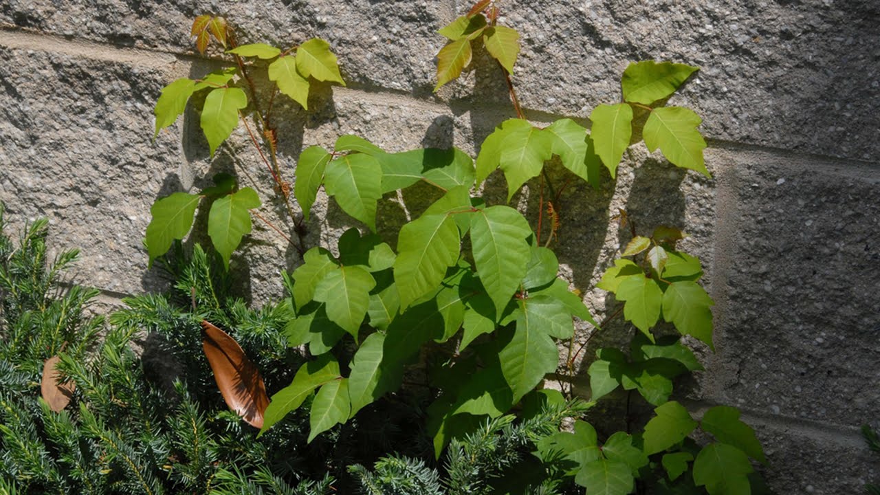 Homegrown | Leaves of Three, Let It Be: How to Identify Poison Ivy