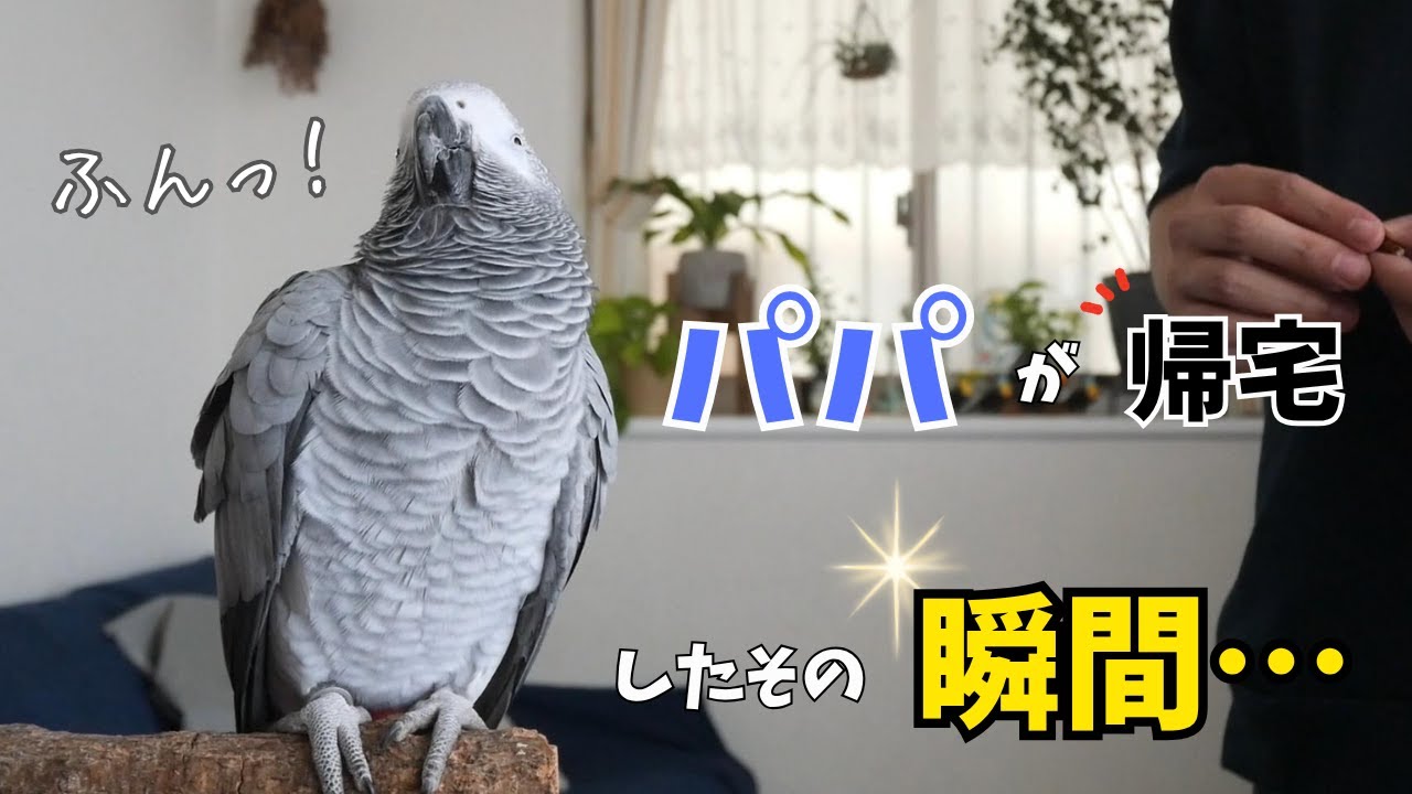 さっきまで喋っていたのに…パパが帰宅したその瞬間！？