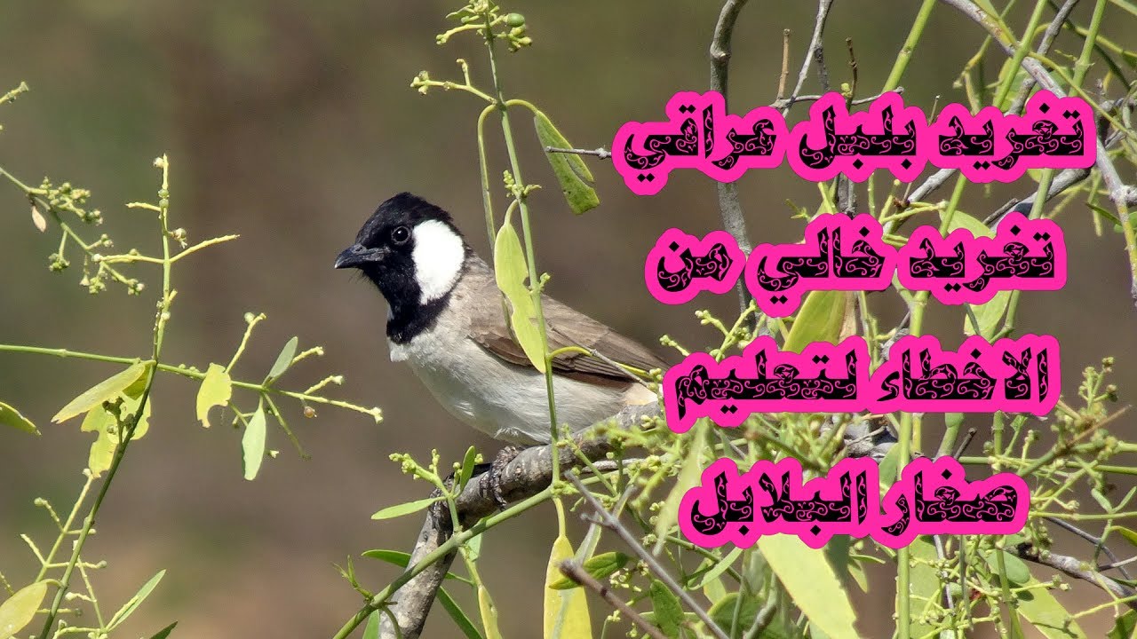 تغريد بلبل خالي من الاخطاء لتعليم صغار البلابل