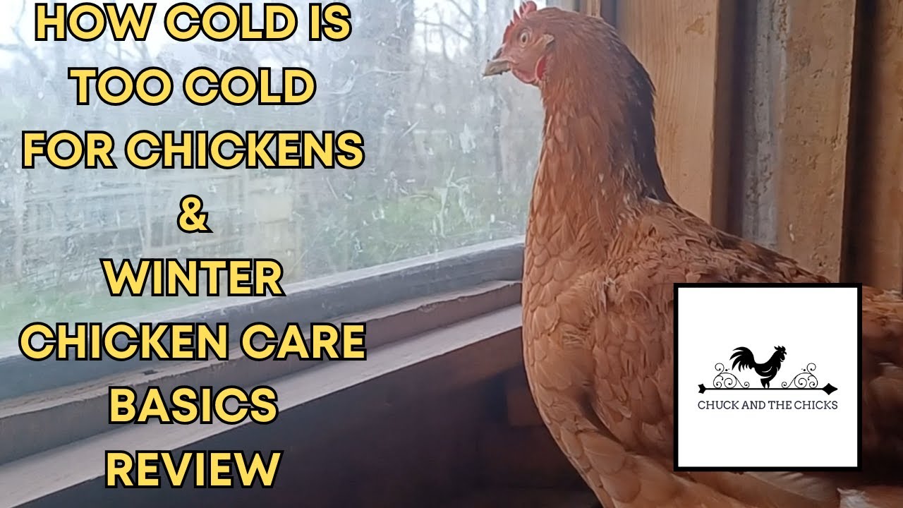 How Cold Is Too Cold For Chickens, Winter Care Basics Review