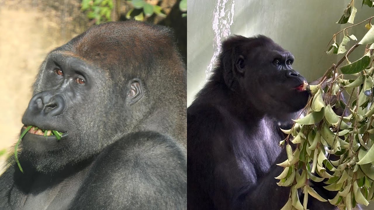 ゲンタロウは、アニーを噛み、アニーはゲンタロウを噛んだ。ゲンタロウの怪我の具合は？　　上野動物園　ゴリラ　202512