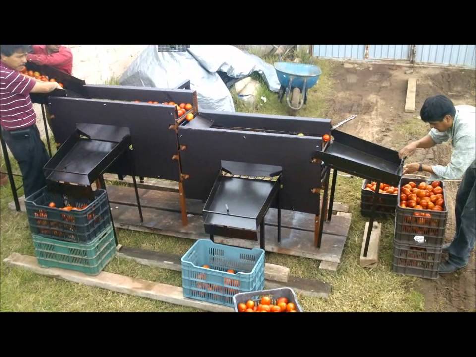 MAQUINA CLASIFICADORA DE JITOMATE INVERCAS4