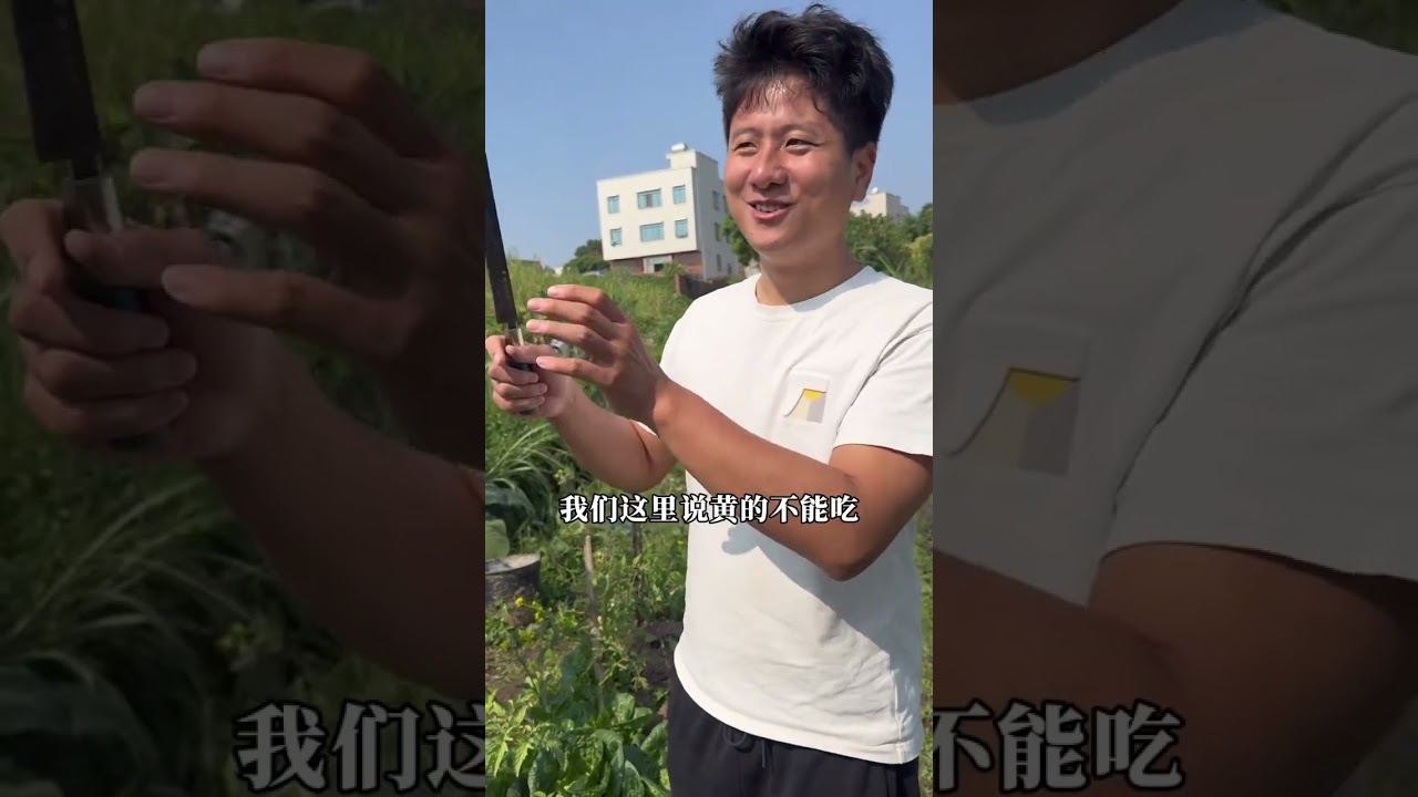 小芬家人来学长家做客今天就要回去了，学长爸妈早早起来做了一桌饭菜，去田里摘菜给她们带回城里吃，各种各样的菜都有小芬爸妈好羡慕，第一次来家里，学长妈妈还给每个人都准备了红包#广东 #湛江 #家庭日常