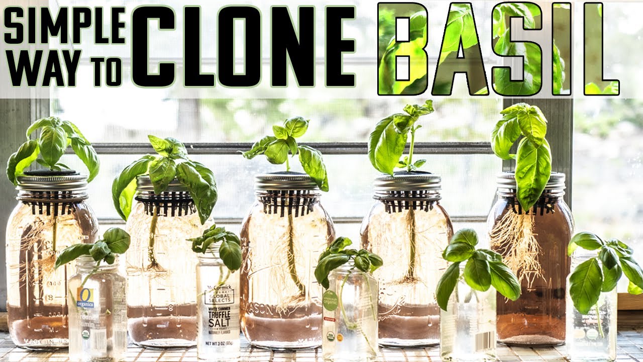 FAST & EASY WAY TO CLONE BASIL | PROPAGATION 101 | HOW TO MULTIPLY BASIL