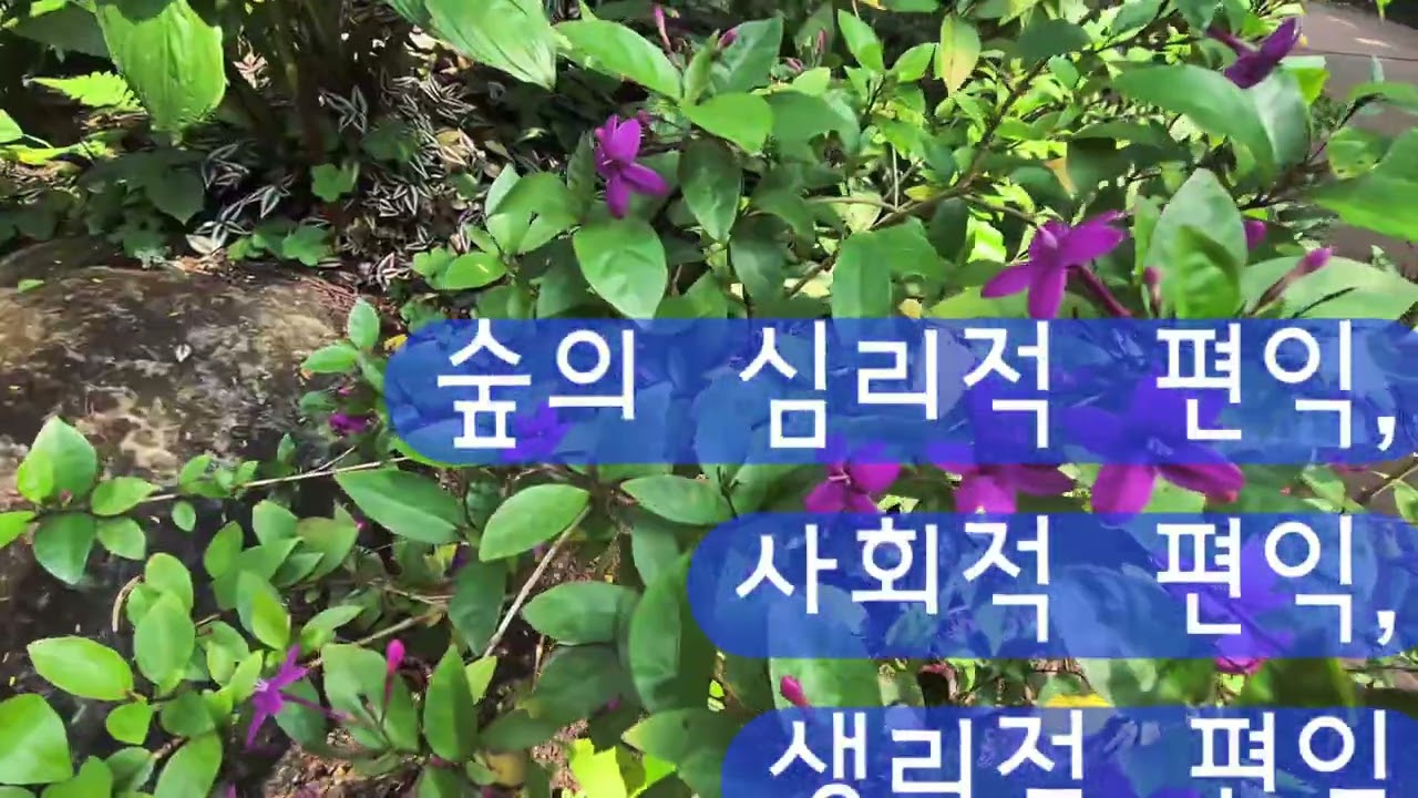 숲이 사람을 치유하는 이유 - 산림치유 연구사례 #산림치유#NK세포#코르티솔#아드레날린#자연의시간#숲길#숲#숲의심리적ㆍ정신적편익#사회적편익#생리적편익