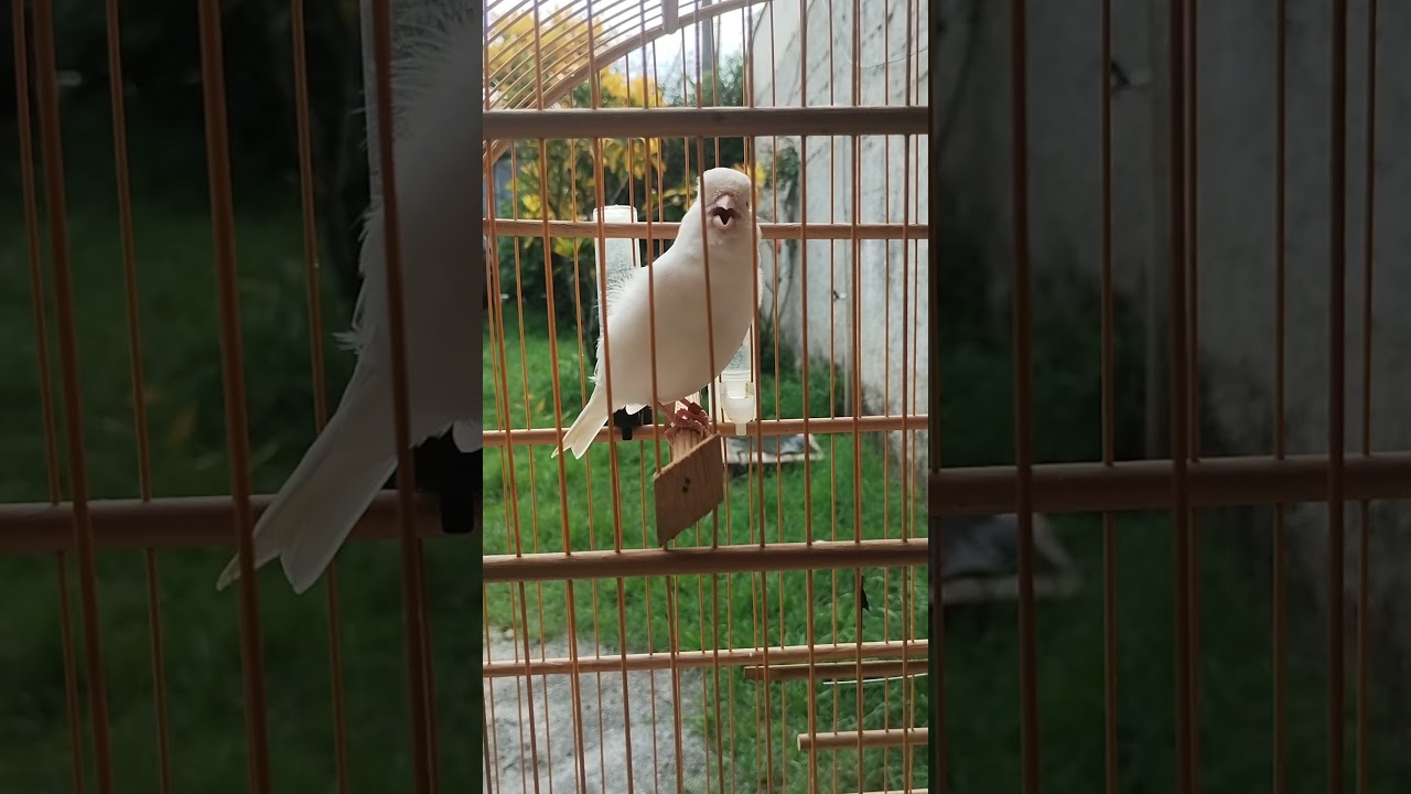 #canario #canariobelga #canarybelga