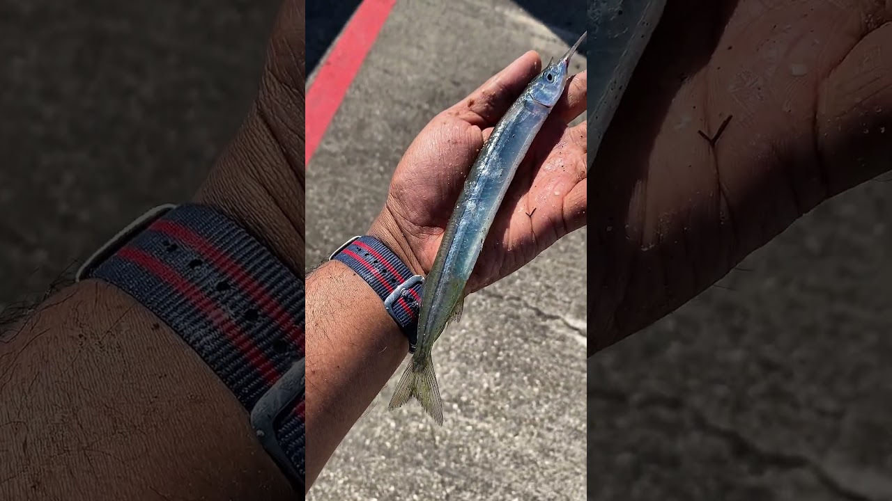 The most expensive sabiki for collecting baits 🎣🇳🇿