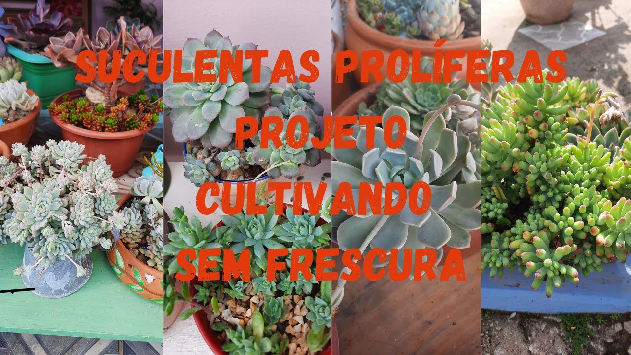SUCULENTAS PROLIFERAS PROJETO: CULTIVO SEM FRESCURA