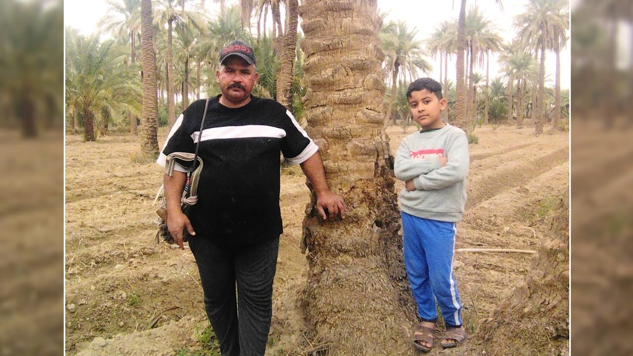 خطوات صعود النخيل. للمبتدئين ومعلومات غنيه للصعود الصحيح.1_ مرحله اليدين 2_ مرحله التبليه