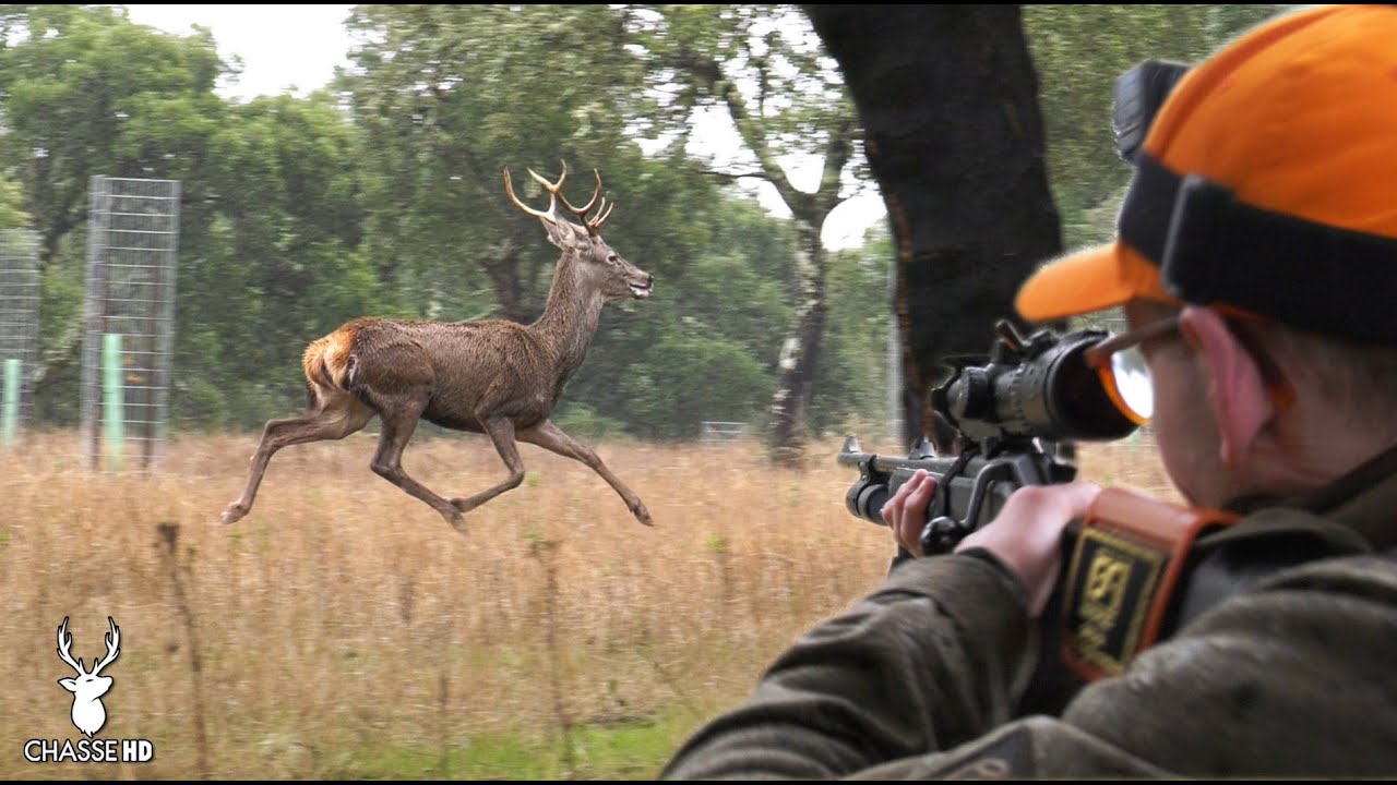 MA PREMIERE MONTERIA AUX CERFS EN ESPAGNE : UNE CHASSE SPECTACULAIRE !