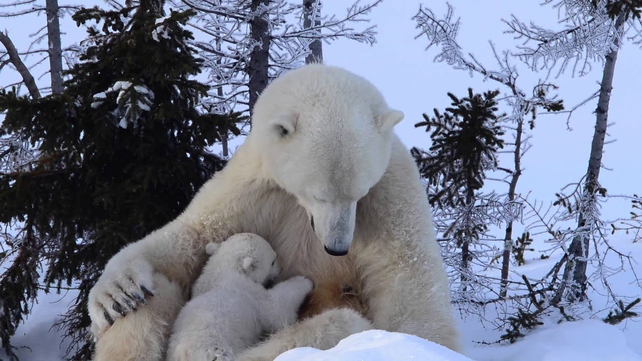 Polar bear nursing cub.